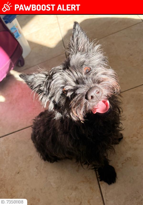 Lost Male Dog last seen Nellis, Nellis Air Force Base, NV 89115
