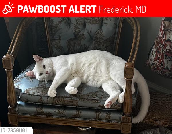 Lost Male Cat last seen East 8th and East Street (104 E 8th St, Frederick MD 21701), Frederick, MD 21701
