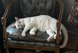 Lost Male Cat last seen East 8th and East Street (104 E 8th St, Frederick MD 21701), Frederick, MD 21701