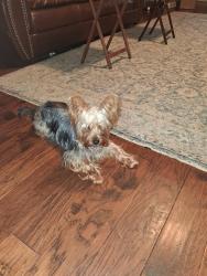 Reunited Male Dog last seen Lee's crossing, Olive Branch, MS 38654