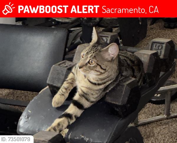 Lost Male Cat last seen Hurley way, near Grocery Outlet, Sacramento, CA 95825