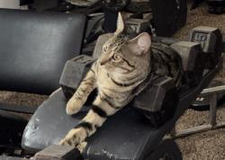 Lost Male Cat last seen Hurley way, near Grocery Outlet, Sacramento, CA 95825