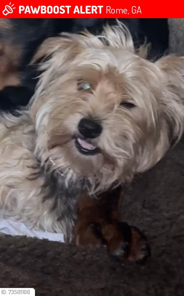 Lost Female Dog last seen Celenese, Rome, GA 30161