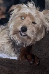 Lost Female Dog last seen Celenese, Rome, GA 30161