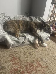 Reunited Female Dog last seen Warrensville Center Rd and Traymore Rd, University Heights, OH 44118