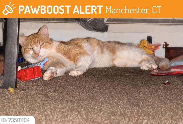 Found/Stray Unknown Cat last seen Near Tolland turnpike Manchester ct at the ESA hotel, Manchester, CT 06042