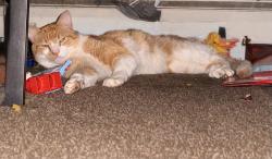 Found/Stray Unknown Cat last seen Near Tolland turnpike Manchester ct at the ESA hotel, Manchester, CT 06042