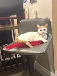 Reunited Male Cat last seen Morningstar Drive and Meyer Drive, Mississauga, ON L4T 3S7