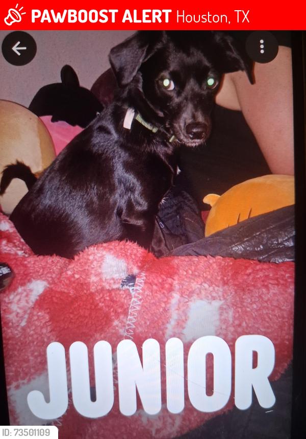 Lost Male Dog last seen Red oak, Westador, Houston, TX 77090
