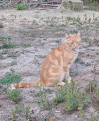 Reunited Male Cat last seen Stonesteps beach, Encinitas, CA 92024