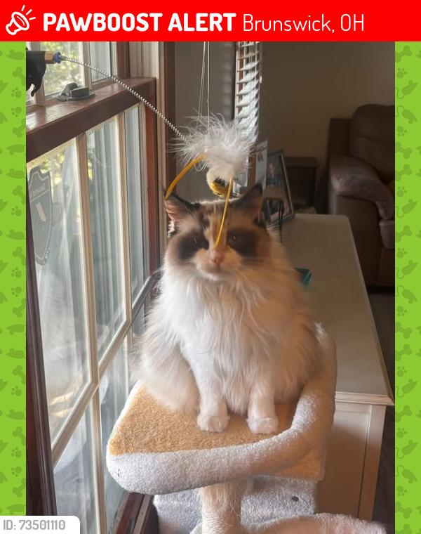 Lost Female Cat last seen Salem, Foxborough, Bristol, Foxborough, Grafton, Brunswick, OH 44212