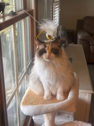 Lost Female Cat last seen Salem, Foxborough, Bristol, Foxborough, Grafton, Brunswick, OH 44212