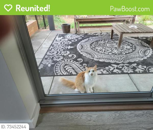 Reunited Unknown Cat last seen Hydrangea Place, Wilmington, NC 28403