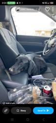 Reunited Female Dog last seen Near Teresa Drive, Saint Martinville, LA 70582