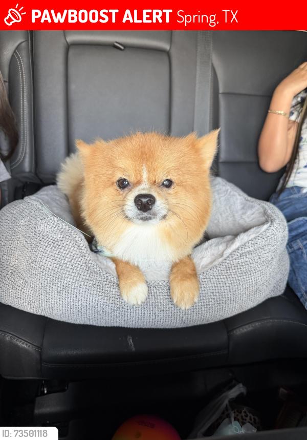 Lost Male Dog last seen spring, Spring, TX 77389