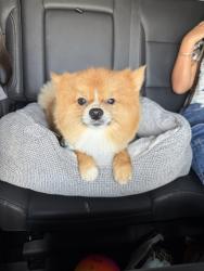 Lost Male Dog last seen spring, Spring, TX 77389