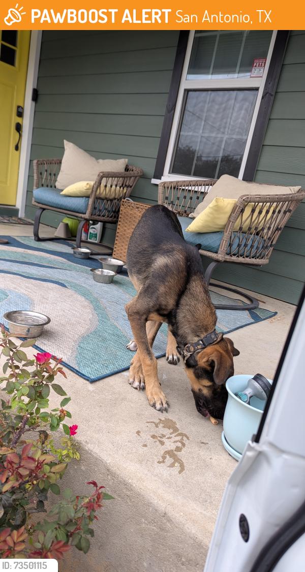 Found/Stray Male Dog last seen Pershing Elementary School, San Antonio, TX 78208