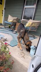 Found/Stray Male Dog last seen Pershing Elementary School, San Antonio, TX 78208