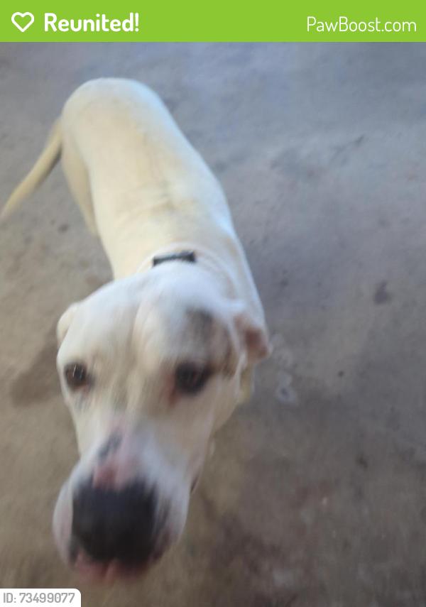 Reunited Female Dog last seen Route 9 and Hamilton Station Road, Loudoun County, VA 20197