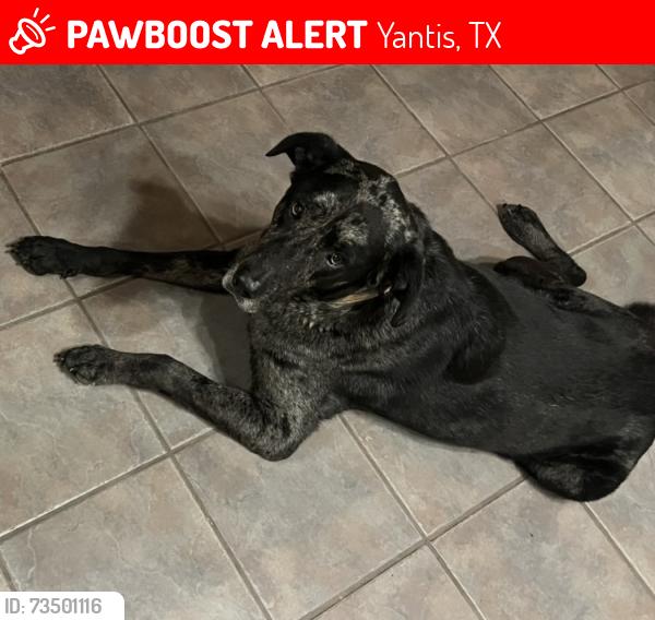 Lost Male Dog last seen Near, Yantis, TX 75497