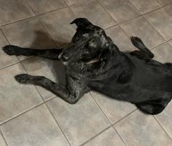 Lost Male Dog last seen Near, Yantis, TX 75497