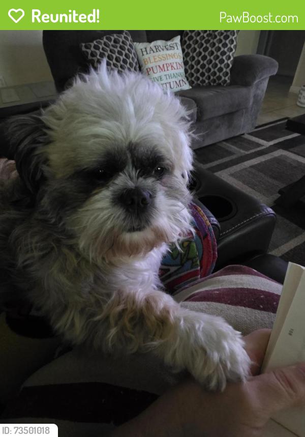 Reunited Male Dog last seen Nw 29th ave, Cape Coral, FL 33993