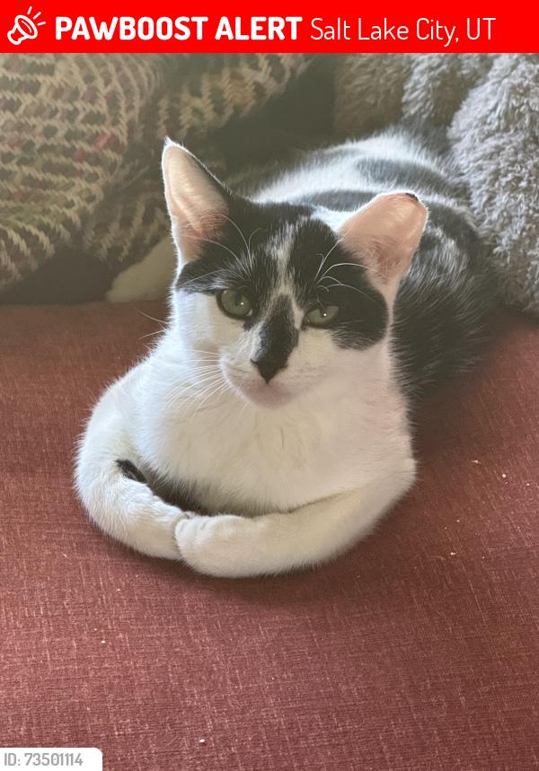 Lost Male Cat last seen Brekenrige Dr, Salt Lake City, UT 84117