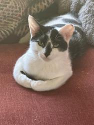 Lost Male Cat last seen Brekenrige Dr, Salt Lake City, UT 84117