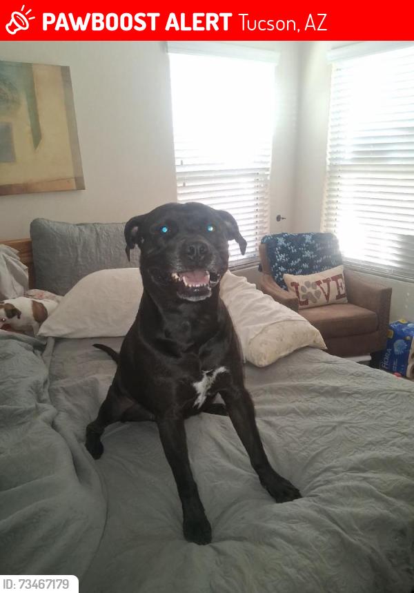 Lost Male Dog last seen Desert Diamond Casino on Nogales Highway, Tucson, AZ 85756