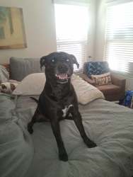 Lost Male Dog last seen Desert Diamond Casino on Nogales Highway, Tucson, AZ 85756