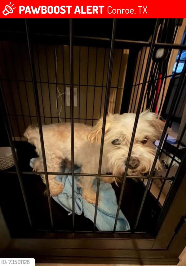 Lost Male Dog last seen Grovewood Pk, Willow Creek Pk, Conroe, TX 77385