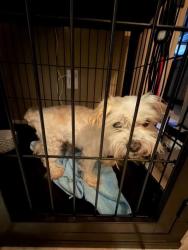 Lost Male Dog last seen Grovewood Pk, Willow Creek Pk, Conroe, TX 77385