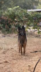 Reunited Female Dog last seen Everest and 18th St, Oklahoma City, OK 73129