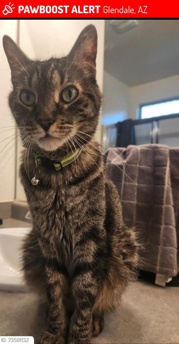 Lost Male Cat last seen Alice Park, Glendale, AZ 85302
