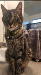 Lost Male Cat last seen Alice Park, Glendale, AZ 85302