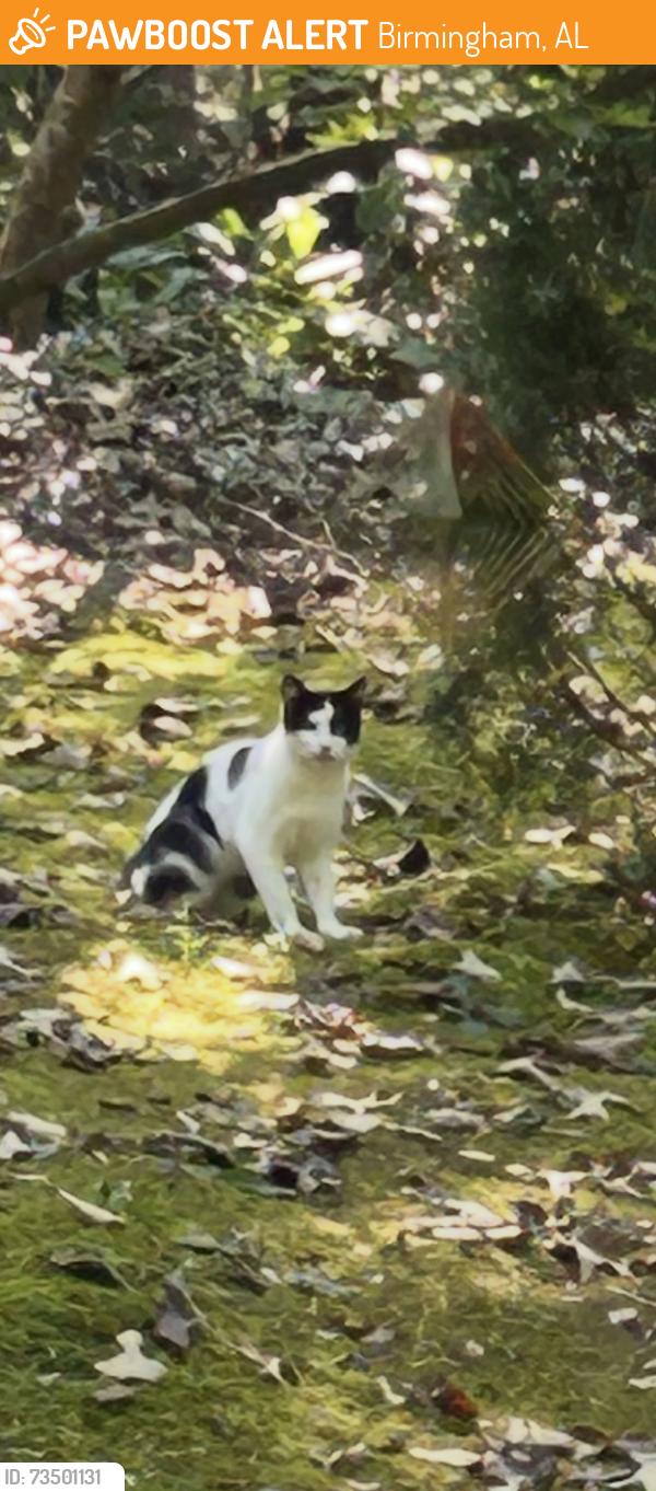 Found/Stray Unknown Cat last seen Tidwell and Sicard Hollow, Birmingham, AL 35242