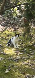Found/Stray Unknown Cat last seen Tidwell and Sicard Hollow, Birmingham, AL 35242