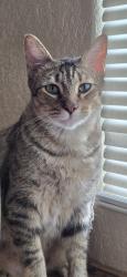 Reunited Female Cat last seen S Parker Ave, Nixon, TX 78140