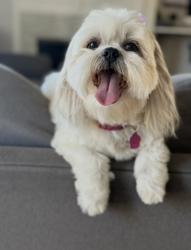 Lost Female Dog last seen Seaglen way and Palm Ave, San Diego, CA 92154