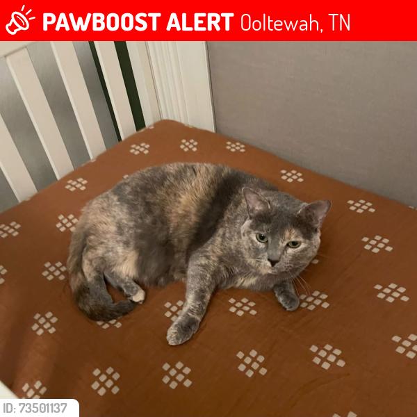 Lost Female Cat last seen Ooltewah-Ringgold Road, Ooltewah, TN 37363