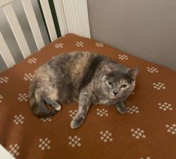 Lost Female Cat last seen Ooltewah-Ringgold Road, Ooltewah, TN 37363