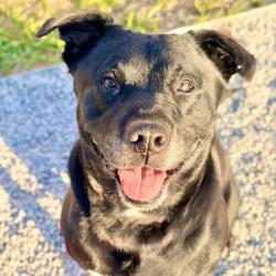 Shelter Stray Female Dog last seen Near, 5001 E Raymond St, Indianapolis, IN 46203, USA