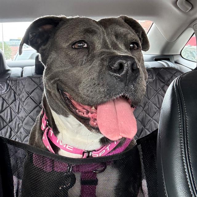 Shelter Stray Female Dog last seen Near, 5001 E Raymond St, Indianapolis, IN 46203, USA