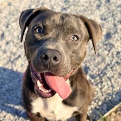 Shelter Stray Male Dog last seen Near, 5001 E Raymond St, Indianapolis, IN 46203, USA