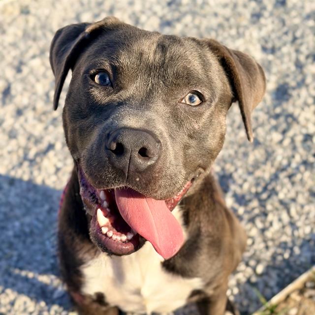 Shelter Stray Male Dog last seen Near, 5001 E Raymond St, Indianapolis, IN 46203, USA