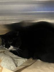 Shelter Stray Male Cat last seen , 12280 County Rd 448, Tavares, FL 32778, USA