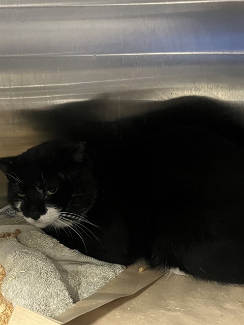 Shelter Stray Male Cat last seen , 12280 County Rd 448, Tavares, FL 32778, USA