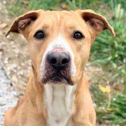 Shelter Stray Female Dog last seen Near, 5001 E Raymond St, Indianapolis, IN 46203, USA