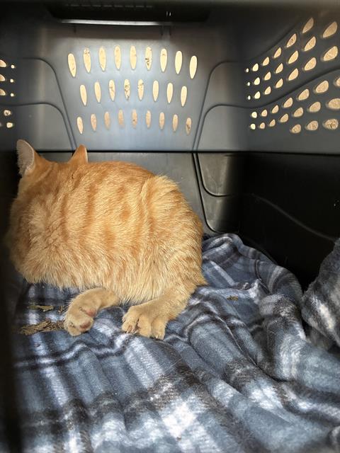 Shelter Stray Male Cat last seen Near, 5001 E Raymond St, Indianapolis, IN 46203, USA