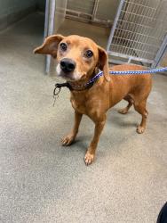 Shelter Stray Male Dog last seen Near BLOCK CALVIN, 2020 Forest St, Jacksonville, FL 32204, USA